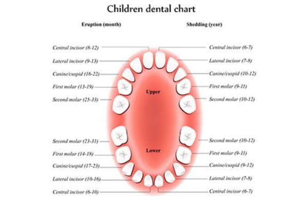 Children's Dental Chart