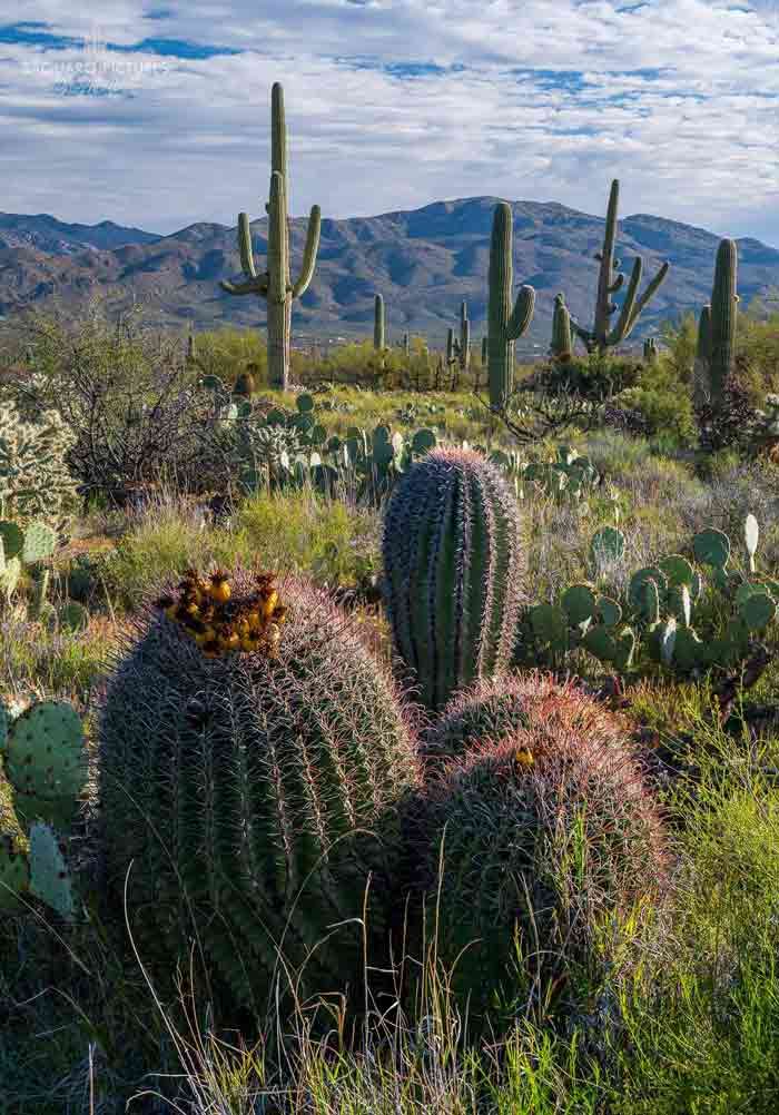 Dentist in Tucson Welcome